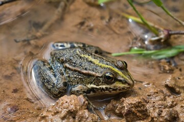 Frosch