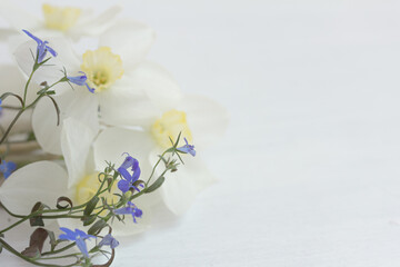 White Daffodil, Narcissus flowers and blue lobelia flowers oh white background, , macro, copy scape right
