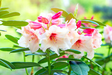 Obraz na płótnie Canvas Bright white and pink Rhododendron hybridum Hania blossoming flowers with green leaves in the garden in spring.