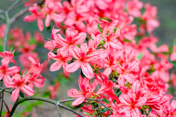 Bright pink and red Rhododendron kaempferi Planch blossoming flowers with green leaves in the garden in spring.