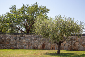 Olivenbäume vor Steinmauer in Istrien, Kroatien