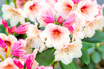 Bright white and pink Rhododendron hybridum Hania blossoming flowers with green leaves in the garden in spring.
