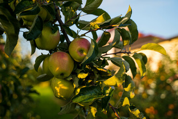 Beautiful view of apple orchard  - 507668594