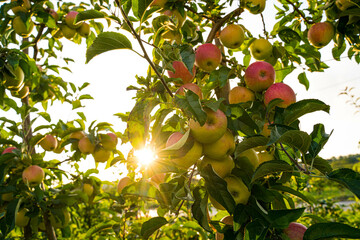 Beautiful view of apple orchard  - 507668710