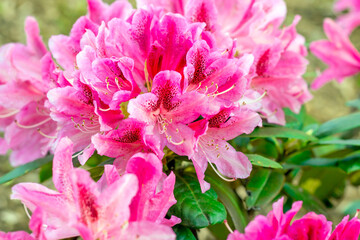 Bright pink Rhododendron hybridum Anastasia blossoming flowers with green leaves in the garden in spring.
