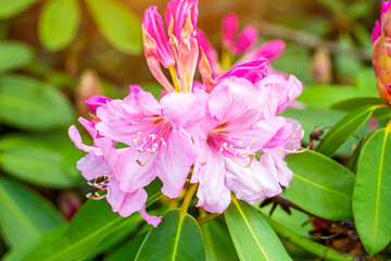Bright pink Rhododendron Ambiguum Roseum blossoming flowers with green leaves in the garden in spring.