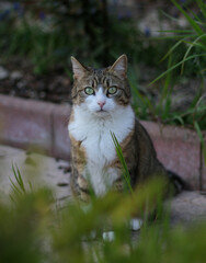 chat assis qui regarde devant lui, regarde la camera, nous regarde