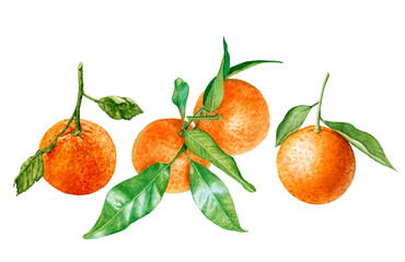 Watercolor fresh juicy tangerines with leaves isolated on white background.