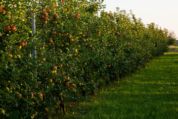 Fototapeta na wymiar Beautiful view of apple orchard 