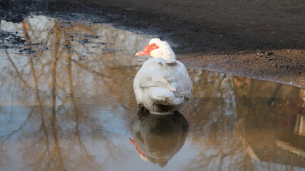 duck on the snow © Alicja