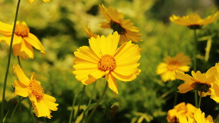 Yellow coreopsis flowers