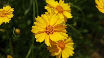 Yellow coreopsis flowers