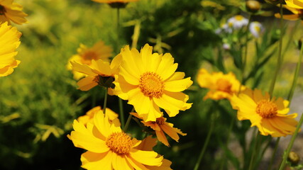 Yellow coreopsis flowers
