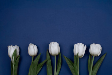 Five white tulips on a blue background, like a mother's day card, Valentine's Day or birthday card.