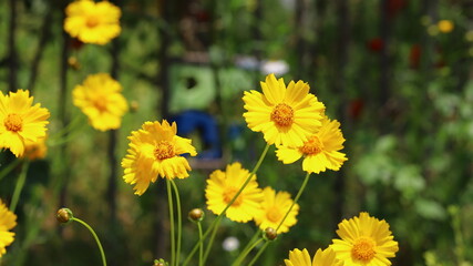 Yellow coreopsis flowers