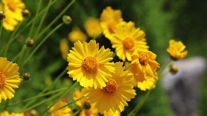 Yellow coreopsis flowers