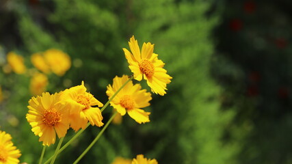 Yellow coreopsis flowers