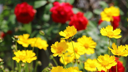 Yellow coreopsis flowers and roses