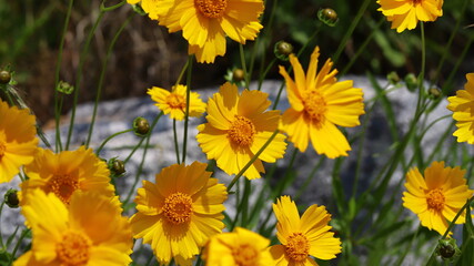 Yellow coreopsis flowers