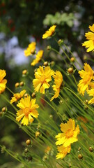 Yellow coreopsis flowers
