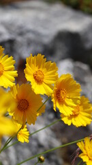 yellow flowers of the sky