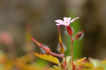 close up of a blooming cranesbill flower