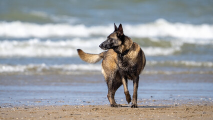german shepherd dog on beach