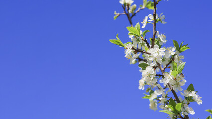 Cherry plum blossoms.Cherry plum flowers on a blue sky background with a place to copy