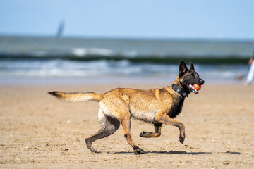 german shepherd dog on beach. Dog on the beach. Dog playing on the beach. 