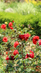red roses in the garden