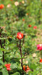 red roses in the garden