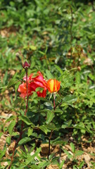 red and yellow mix roses
