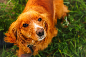 Defocus orange dog. Portrait closeup spaniel. Happy red cocker spaniel puppy portrait outdoors in...