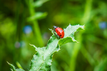 ladybug on a green leaf