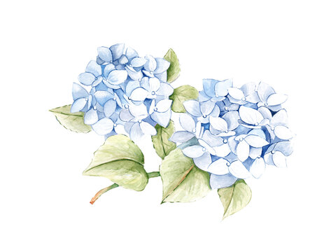 Watercolor Blue Hydrangea Flowers