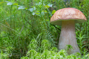 light penny bun mushroom in high green moss