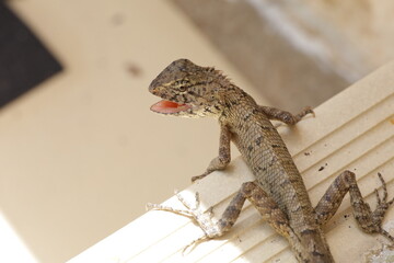 Closeup a lizard on the floor