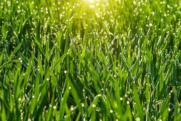 Green grass with morning dew on a summer day.