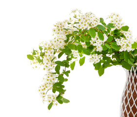 White branch of spirea in weight.