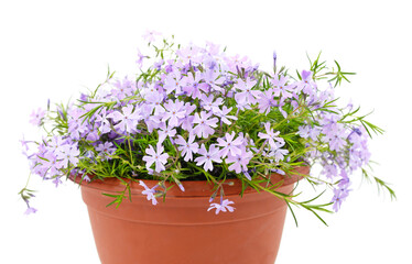 Blue phlox flowers in a pot.