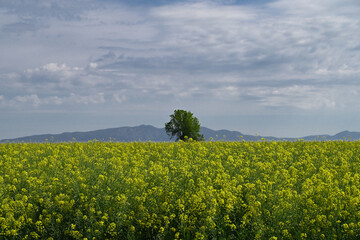 Rapeseed field with sky and clouds