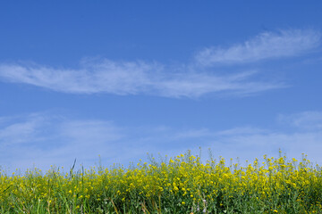Rapeseed field with sky and clouds