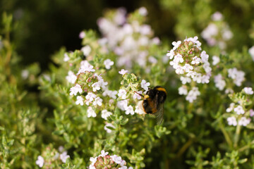 Bumblebee on flowering thyme