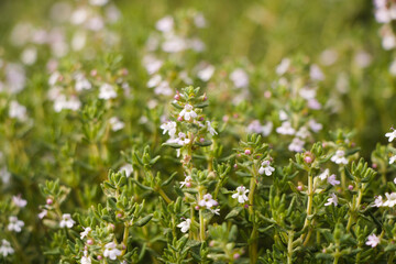Blossoming thyme full frame