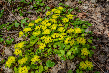 Chrysosplenium alternifolium blooms in the wild in spring .