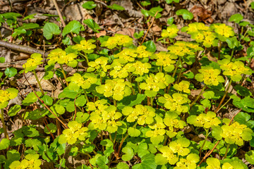 Chrysosplenium alternifolium blooms in the wild in spring .