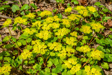 Chrysosplenium alternifolium blooms in the wild in spring .