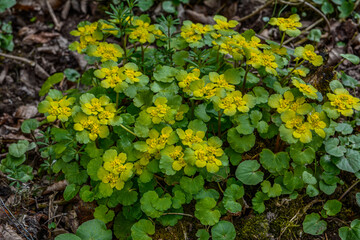 Chrysosplenium alternifolium blooms in the wild in spring .