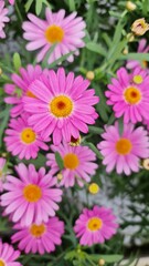 Obraz premium Fleurs