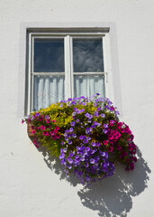 Blumenkasten mit Petunien am Fenster